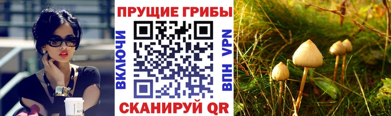 Купить  Дзержинский  Псилоцибиновые грибы Psilocybe 